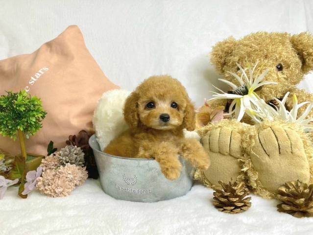 トイプードルタイニー予想の写真5