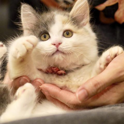 サイベリアンの写真2