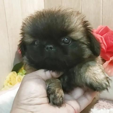 ペキニーズの写真3