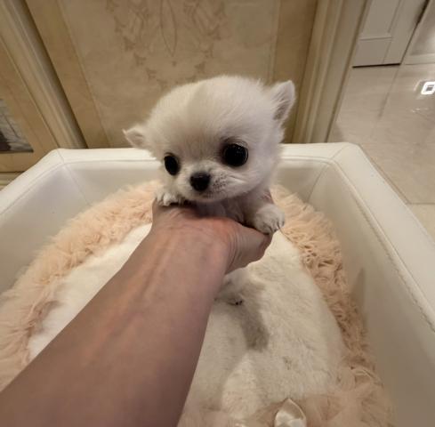 チワワ（ロングコート）の写真2