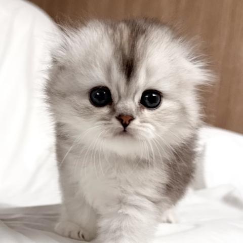 スコティッシュフォールド