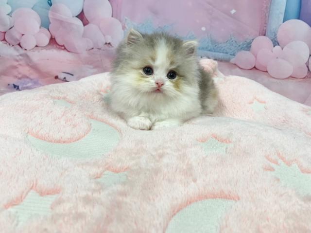 スコティッシュフォールドの写真4