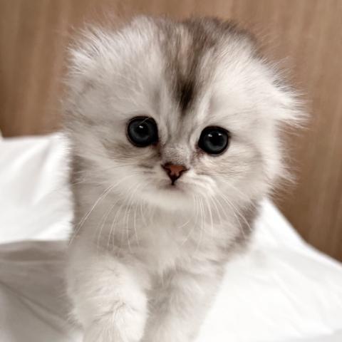 スコティッシュフォールドの写真2