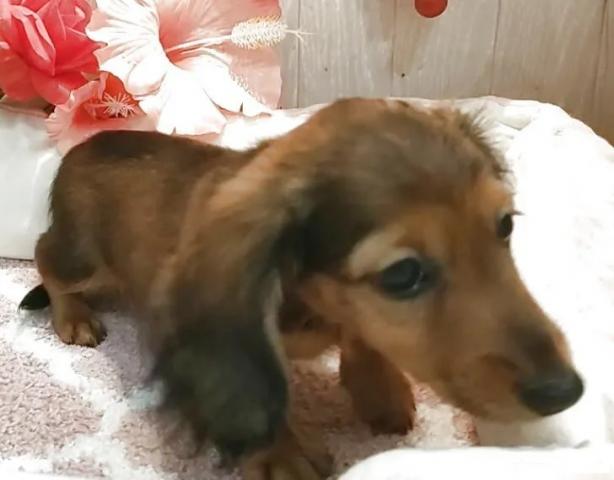 チワックス(チワワ×ダックスフンド)の写真4