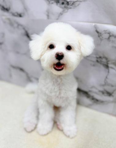 ビションフリーゼ【9/27お写真、動画更新!】Special price‼️スッキリカットしました!ビションカットまでは育毛中♪の写真3