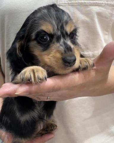 ミニチュアダックスフンド