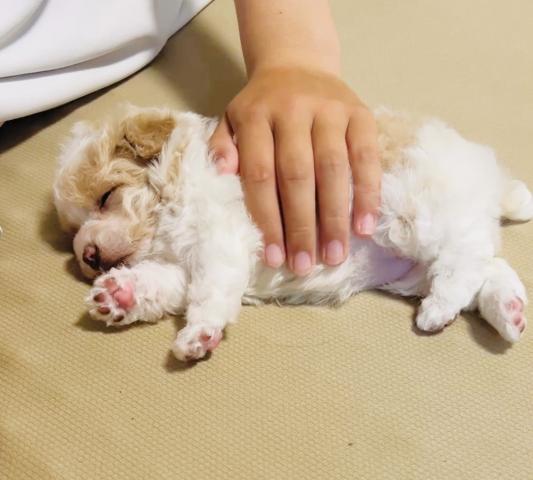 MIXマルプーの写真6
