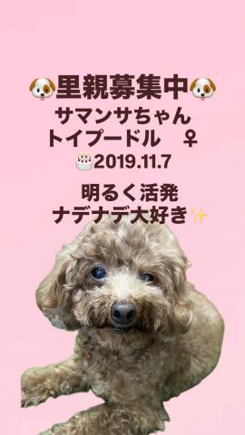 トイプードル