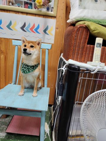 柴犬の写真5
