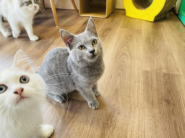シャルトリューの写真4