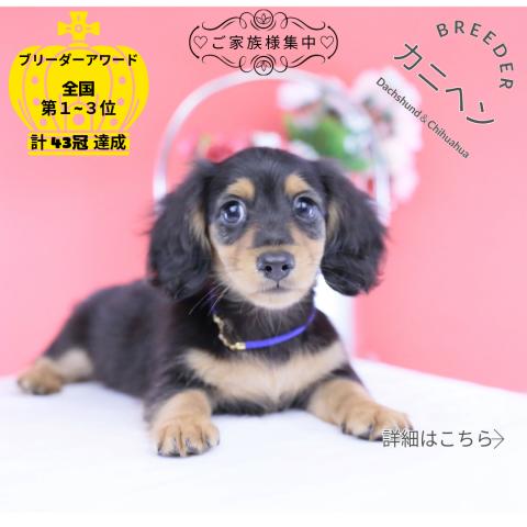 カニヘンダックスフンド ロング