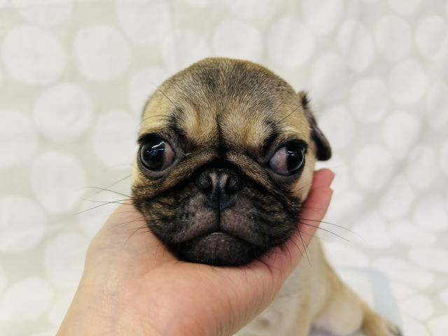 パグの写真2