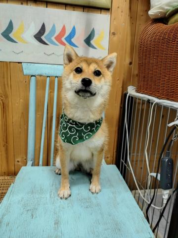 柴犬