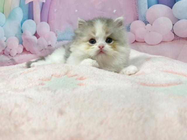 スコティッシュフォールドの写真3