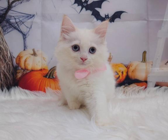 サイベリアン🍊あまなつちゃん♪ブルーの瞳の甘えん坊の写真2