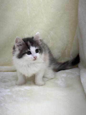 ノルウェージャンフォレストキャットの写真3