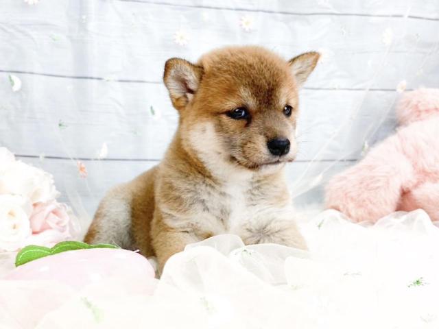 柴犬