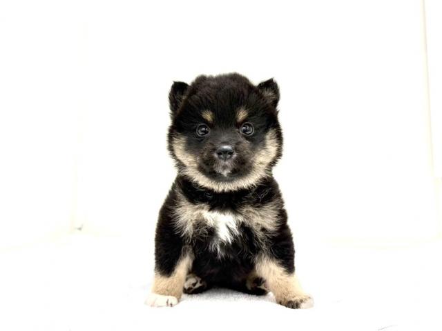 MIXポメラニアン×豆柴犬 835