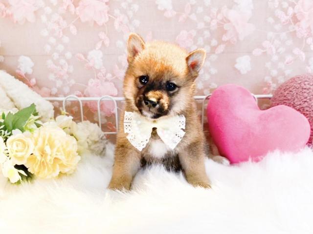 柴犬