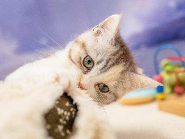 マンチカンの写真6