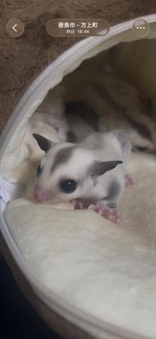 フクロモモンガ プラチナhetリューシの写真2