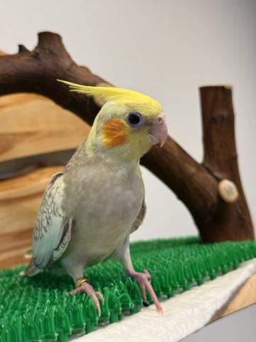 オカメインコの写真2