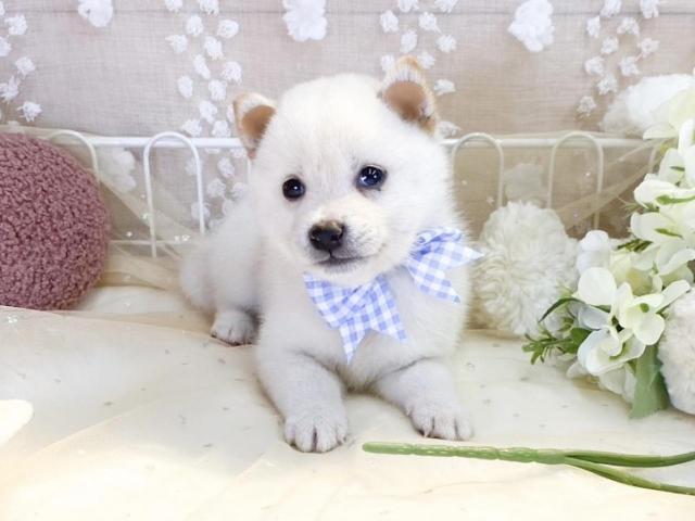柴犬