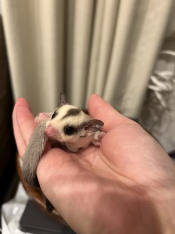 フクロモモンガ プラチナの写真3