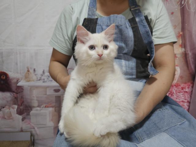 サイベリアン🤍でこぽんくん♪ふわふわ甘えん坊の写真3