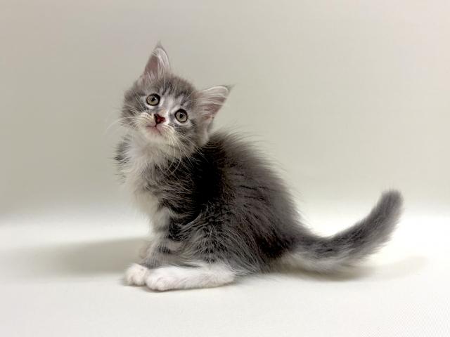 サイベリアン💕猫アレルギー有る方にお勧め猫種💕の写真4