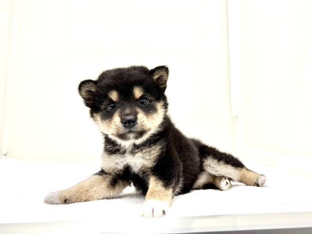 MIXポメラニアン×豆柴犬 201の写真5