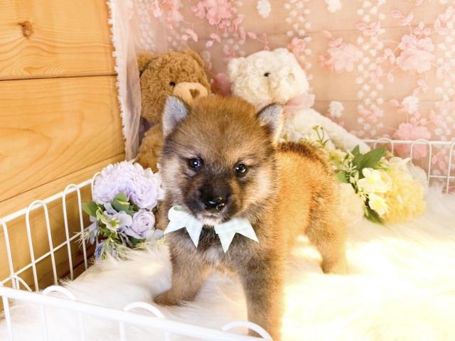 柴犬の写真3