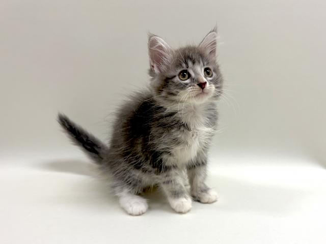 サイベリアン💕猫アレルギー有る方にお勧め猫種💕の写真2
