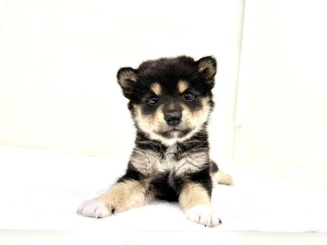 MIXポメラニアン×豆柴犬 201の写真3