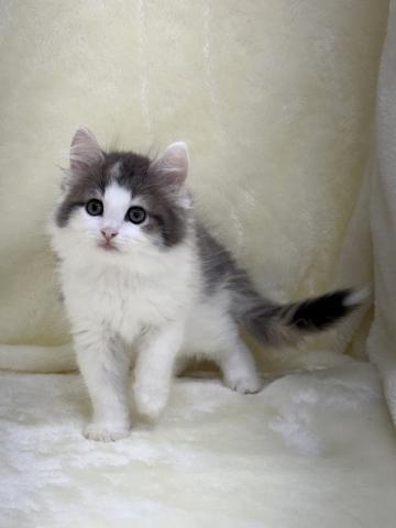 ノルウェージャンフォレストキャットの写真2