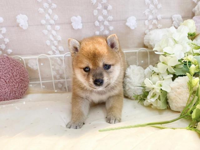 柴犬の写真3