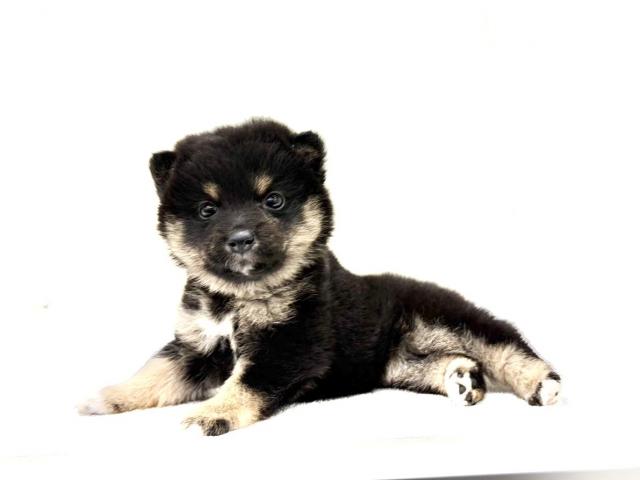 MIXポメラニアン×豆柴犬 835の写真6