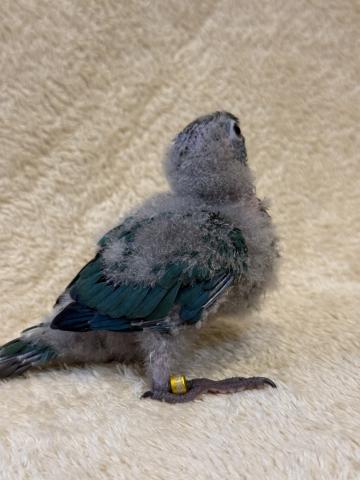 ウロコインコブルーの写真3