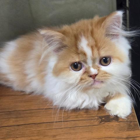 フォールデックスの写真3