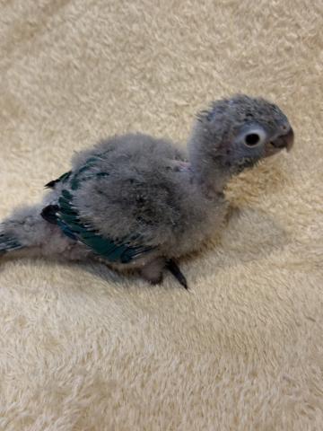ウロコインコブルーの写真3