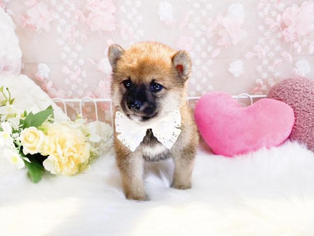 柴犬