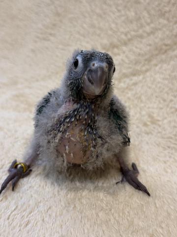 ウロコインコブルーの写真2