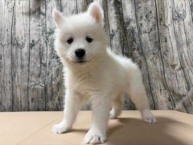 サモエド