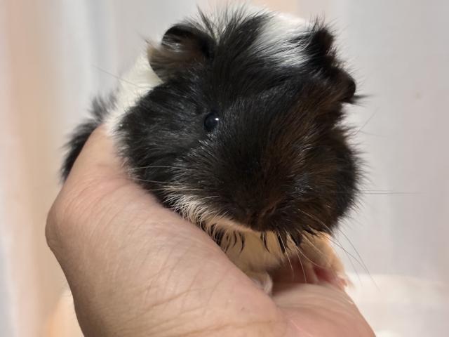 アビシニアン