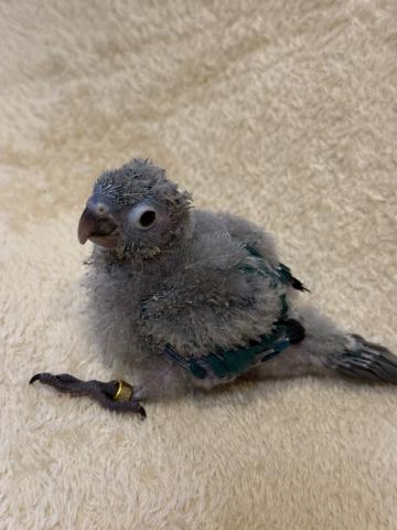 ウロコインコブルーの写真2