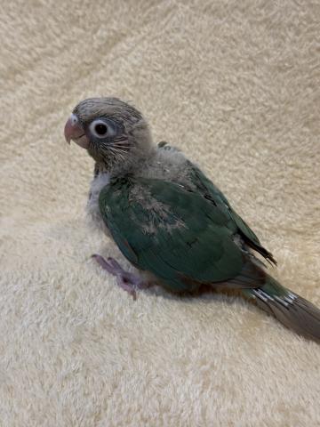 ウロコインコ　ブルーシナモンの写真4