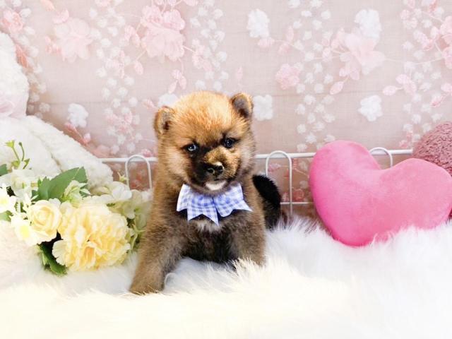 柴犬の写真2