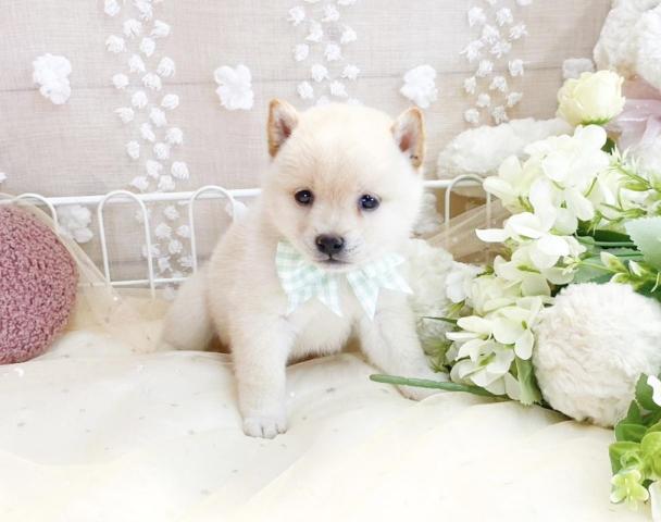 柴犬