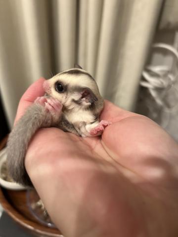 フクロモモンガ プラチナの写真4