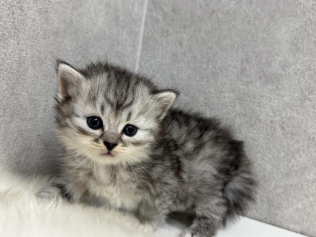 サイベリアンの写真2